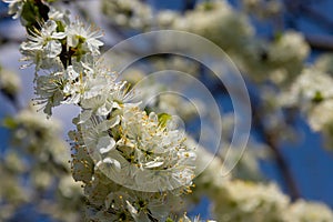 Selective focus of beautiful branches of plum blossoms on the tree under blue sky, Beautiful Sakura flowers during spring season