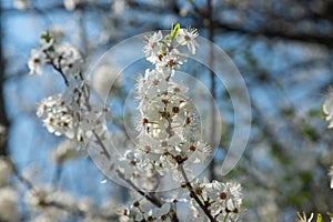 Selective focus of beautiful branches of plum blossoms on the tree under blue sky, Beautiful Sakura flowers during spring season