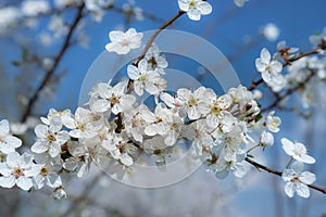 Selective focus of beautiful branches of plum blossoms on the tree under blue sky, Beautiful Sakura flowers during spring season