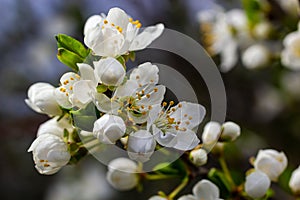 Selective focus of beautiful branches of plum blossoms on the tree under blue sky, Beautiful Sakura flowers during spring season