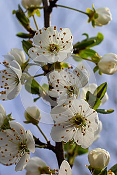 Selective focus of beautiful branches of plum blossoms on the tree under blue sky, Beautiful Sakura flowers during spring season