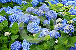 Selective focus on beautiful bush of blooming blue and purple Hydrangea or Hortensia flowers.