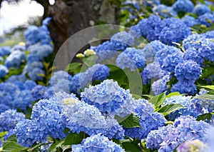 Selective focus on beautiful bush of blooming blue, purple Hydrangea or Hortensia flowers Hydrangea macrophylla. photo