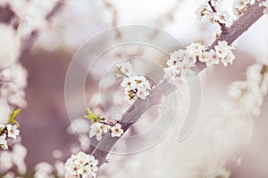 Selective focus of Beautiful cherry blossom