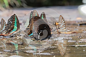 Selective focus beautiful Common Bluebottle butterfly and Burmese Raven butterfly group in nature background.