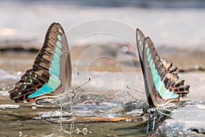 Selective focus beautiful Common Bluebottle butterfly group in nature background.