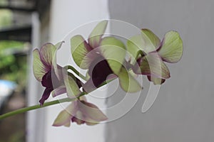 Beautiful Dendrobium bigibbum orchid flower