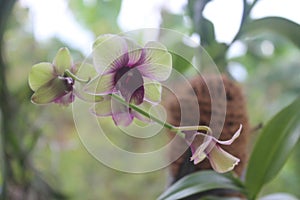 Beautiful Dendrobium bigibbum orchid flower