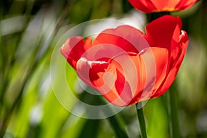 Selective focus on beautiful fresh red tulips in full bloom and full blow and glowing backlight in springtime