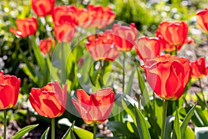 Selective focus on beautiful fresh red tulips in full bloom and full blow and glowing backlight in springtime