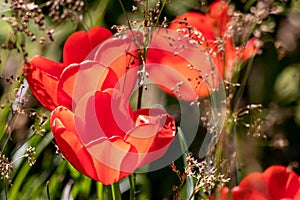 Selective focus on beautiful fresh red tulips in full bloom and full blow and glowing backlight in springtime