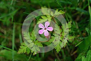 Selective focus of a beautiful Herb robert flower surrounded by green leaves