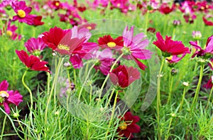 Selective focus Beautiful Margenta Colors of Cosmos Flowers in garden