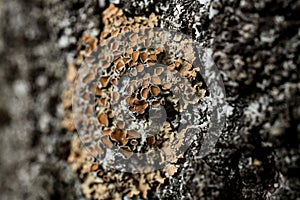 selective focus on a beautiful outgrowth on the bark of a tree