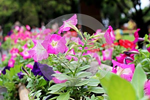 Selective Focus Beautiful Pink Purple and Magenta colors Bloom Flowers with Green Leaf Background in Sunny day at Garden