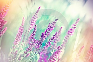 Selective focus on beautiful purple flowers in meadow