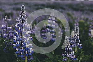 selective focus of beautiful purple lupines