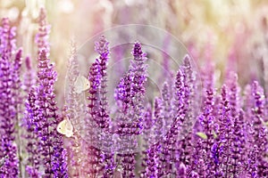 Selective focus on beautiful purple meadow flowers