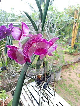 Krásny čistý vosk ružový orchidea kvetina 