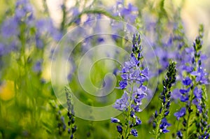 Selective focus. Beautiful violet flowers as a spring card. Flower field