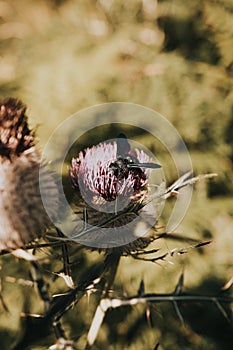 Selective focus of a bee pollinating the cardoon purple flower with sharp thorns