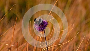 Selective focus of a bee on a purple flower in a field on a blurry bright background