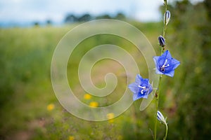 Selective focus of Bell peach (Campanula persicifolia) growing on a green field in Toten, Norway
