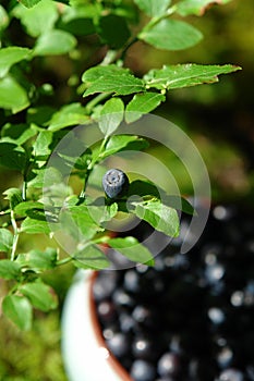 Selective focus - berry and leaves of wild bilberry and defocused ceramic bowl with ripe bilberries (Vaccinium