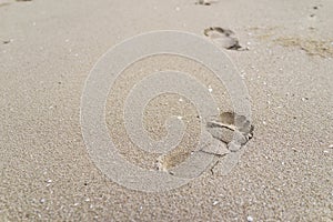 Selective focus on big footprint on the sand as life journey con