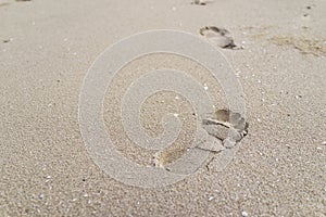 Selective focus on big footprint on the sand as life journey con photo