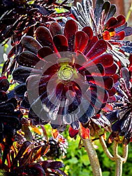 black Aeonium arboreum \'Zwartkop\' (Black Rose) with blurred backgrounf photo