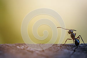 Selective focus black ants eating sugar on ground.Behavior of ants.Worker ants are there working.