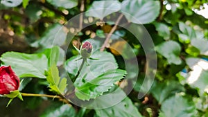 selective focus on a black bug on a red flower bud