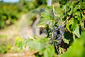 Selective focus on a black grape cluster in a vineyard