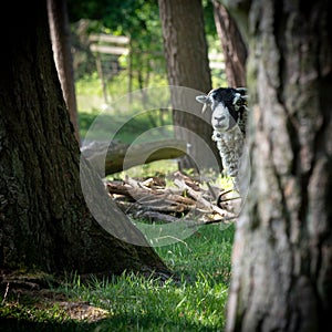 Selective focus of a black-headed sheep in a forest