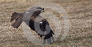 Selective focus of a black kite landing on the yellow grass, blurred background