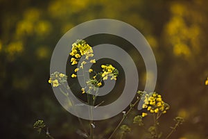 Selective focus on blooming rapeseed field in spring and summer, Blooming canola flowers close-up