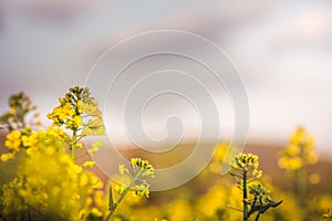 Selective focus on blooming rapeseed field in spring and summer, Blooming canola flowers close-up