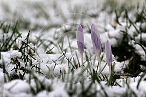 Selective focus of the blossoming purple crocus flowers in the field covered in snow