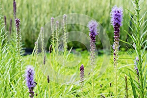 Selective focus of blossoming purple lupines