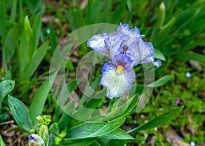 Selective focus of blue bearded iris flower Iris germanica on blurred green natural background