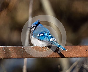 Selective focus of a blue jay perched on a rusty iron rod with sunlit blurred background