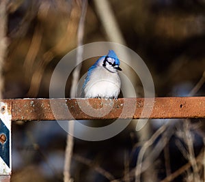 Selective focus of a blue jay perched on a rusty iron rod with sunlit blurred background