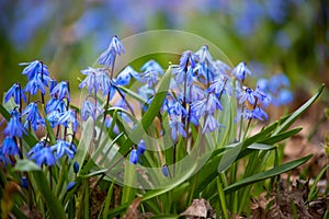 Selective focus of blue scillas with leaves blurred in the background