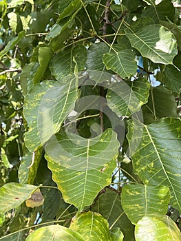 selective focus of a bodhi tree with leaf