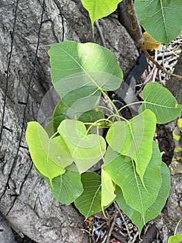 a selective focus of a bodhi tree with leaf