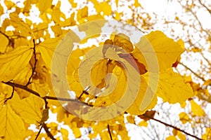 Selective focus branch with autumn beech leaves on white background. Autumn background.