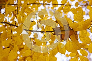 Selective focus branch with autumn beech leaves on white background. Autumn background.