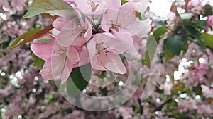Selective focus. A branch with luxuriant lush pink flowers. Flowering of a beautiful tree. Spring in the Park. Sakura, cherry tree