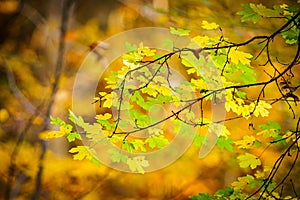 Selective focus of branches of autumn trees on a blurred background